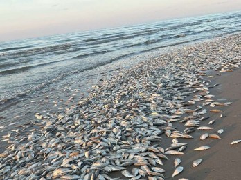Puluhan Ribu Ikan Mati di Teluk Meksiko, Gara-gara Kekurangan Oksigen!