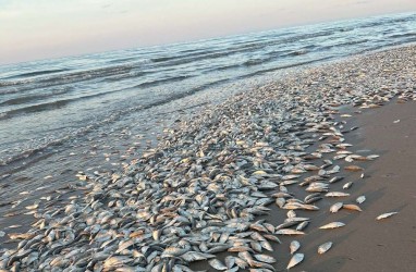 Puluhan Ribu Ikan Mati di Teluk Meksiko, Gara-gara Kekurangan Oksigen!
