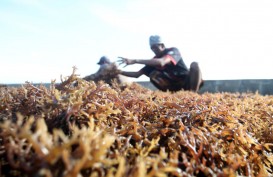 Rumput Laut Cokelat Jadi Sumber Pangan Masa Depan