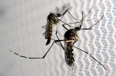 Awas! Nyamuk Demam Berdarah Penyebab DBD Mengganas di Suhu Panas