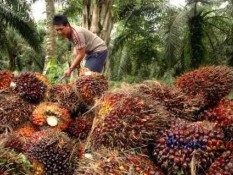 Gara-gara UU Deforestasi Eropa, Harga TBS Sawit Petani Makin Anjlok