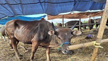 Pasar Sapi di Makassar Mulai Ramai, Harga Sampai Rp80 Juta per Ekor