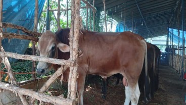 Permintaan Hewan Kurban di Palembang Mulai Meningkat