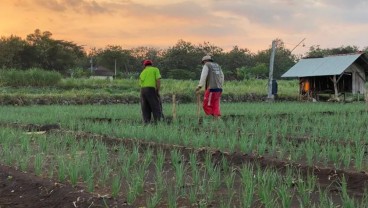 Sentra Bawang Merah Gunungkidul Antisipasi Serangan Ulat