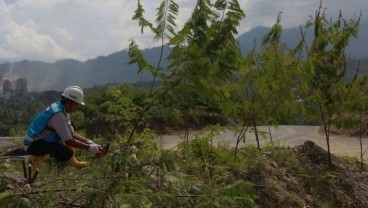 EBT Masa Depan, Semen Padang Siapkan 19 Ha Lahan Emplasemen untuk Kaliandra