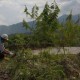 EBT Masa Depan, Semen Padang Siapkan 19 Ha Lahan Emplasemen untuk Kaliandra