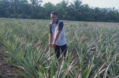 Intip Cerita Sukses Petani Nanas Nasabah BRK Syariah, Dapat 30 Ton Sekali Panen