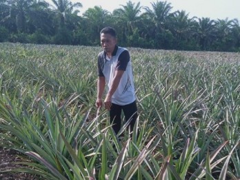Intip Cerita Sukses Petani Nanas Nasabah BRK Syariah, Dapat 30 Ton Sekali Panen