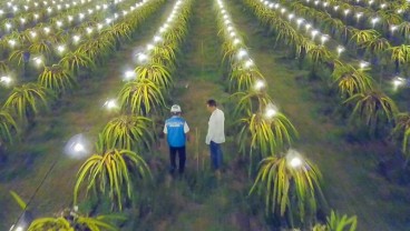 Kementan : Inovasi Pertanian Banyak Lahir dari Petani Milenial