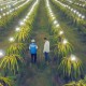 Kementan : Inovasi Pertanian Banyak Lahir dari Petani Milenial