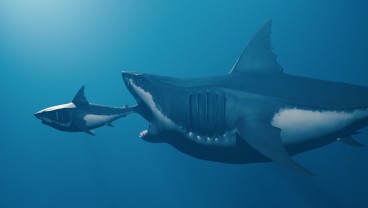 Benarkah Hiu Raksasa Megalodon Masih Berkeliaran di Lautan?