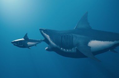 Benarkah Hiu Raksasa Megalodon Masih Berkeliaran di Lautan?