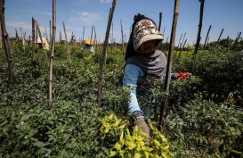 Bupati: Pertanian Solok Butuh Teknologi dan Support dari Kementan