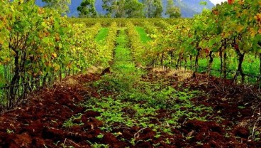 Hatten Bali (WINE) Bakal Buka Wisata Kebun Anggur di Bali