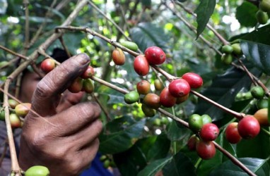 Fakta-fakta Kopi Arabika dan Perbedaannya dengan Robusta