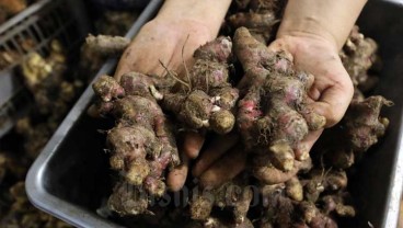 Produk Herbal Jatim Punya Peluang Besar di Pasar Global