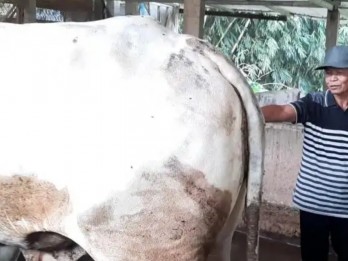 Rugi karena Sapinya Batal Dibeli Jokowi, Penjual di Karanganyar Ini Siap Tuntut
