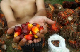 Harga Sawit Sumsel Masih Anjlok Rp2.038 per Kilogram