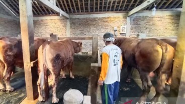 Sapi Berbobot 620 Kg dari Karanganyar Dibeli Jokowi Rp49,6 Juta