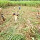Jokowi Bakal Buka 700.000 Hektare Lahan Tebu Demi Swasembada Gula