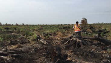 Ramalan El Nino dan Harga CPO-Karet yang Tinggi Timbulkan Kekhawatiran di Singapura