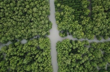 Prodia Tanam Lebih dari 1.000 Mangrove di Muara Tawar Bekasi