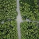 Prodia Tanam Lebih dari 1.000 Mangrove di Muara Tawar Bekasi