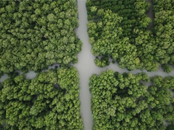 Prodia Tanam Lebih dari 1.000 Mangrove di Muara Tawar Bekasi