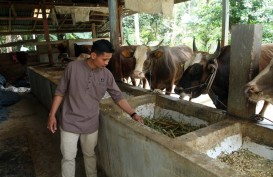 Jelajah Investasi 2023: Bone Siapkan 10 Hektare untuk Budi Daya Sapi Potong