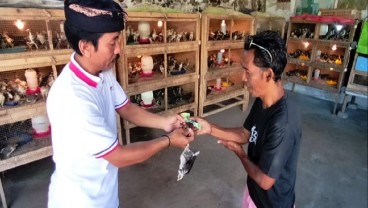 Dapat KUR, Peternak Ayam Caru di Bali Bisa Jual Puluhan Ribu Ekor