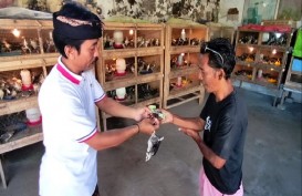 Dapat KUR, Peternak Ayam Caru di Bali Bisa Jual Puluhan Ribu Ekor