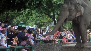 HUT DKI Jakarta Ke-496, Cek Promo Tiket Masuk Taman Margasatwa Ragunan