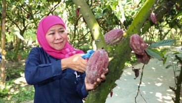 Gubernur Khofifah Kunjungi Desa Pendulum Devisa, Kampung Coklat Blitar