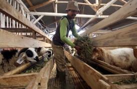 Berkat OPOP, Ponpes Nurul Hidayah Sukses Scaleup Ternak Domba Garut