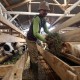 Berkat OPOP, Ponpes Nurul Hidayah Sukses Scaleup Ternak Domba Garut