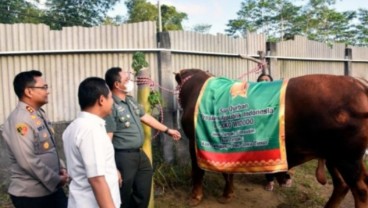 Jokowi Kurban Sapi Limousin 1,1 Ton pada Iduladha 1444 H, Beli di Lumajang