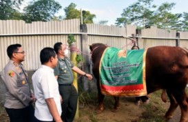 Jokowi Kurban Sapi Limousin 1,1 Ton pada Iduladha 1444 H, Beli di Lumajang