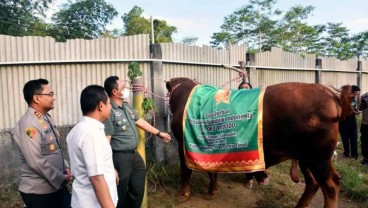 Kisah di Balik Sapi Kurban Jokowi Bernama Gesbi