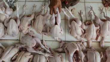 Peternak Ayam Ungkap Pedagang Justru Rugi Jika Mogok Jualan