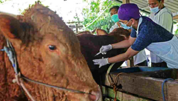 Iduladha di Surabaya, Limbah Rumen Dilarang Dibuang ke Sungai