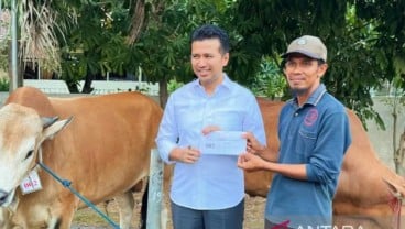 Seorang Peternak dari Kangean Jual 206 Ekor Sapi pada Iduladha