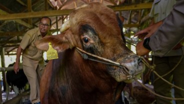 Sapi Kurban Presiden Jokowi Jenis Limousin Cross