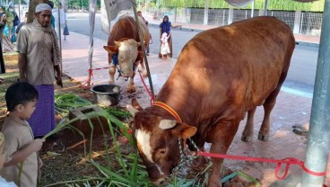 Jokowi-Maruf Amin Kurban Sapi Limousin Seberat 1 Ton ke Masjid Istiqlal