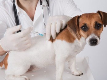 Kenali Pet Insurance, Asuransi untuk Hewan Peliharaan Kesayangan