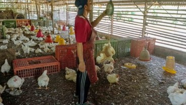 Peternak Bakal Kurangi Populasi Ayam Petelur Bulan Depan, Ada Apa?