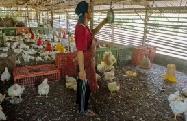 Peternak Bakal Kurangi Populasi Ayam Petelur Bulan Depan, Ada Apa?