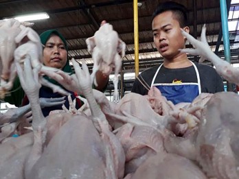 RPH Ayam Ditutup Paksa Ormas, Satgas Pangan dan Bapanas Turun Tangan