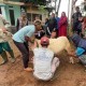 JQR Salurkan Hewan Kurban Ke Pelosok Desa Jawa Barat