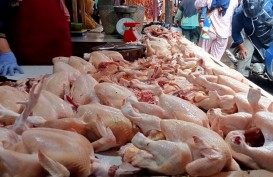 Komoditas Daging Ayam Ras Jadi Pemain Utama Inflasi Sumsel