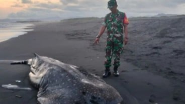 Ikan Hiu Paus Mati Terdampar di Lumajang